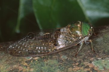 Zikade auf einem Zweig im Bartola Nicaragua -Wald