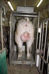 Pig used for the detection of sows in heat Mirabel Canada