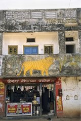 Benal tiger vilage Madhya Pradesh Bandhavgarh NP India