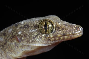 Portrait of a Philippine monarch gecko Philippines