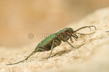 Green Tiger Beetle on ground France