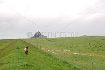 Schafe auf einer Wiese in der NÃ¤he von Mont-Saint-Michel Frankreich