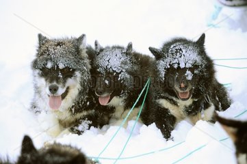 Hunde ziehen einen Schlitten in Schnee Grönland
