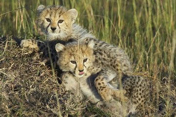 Young Cheetahs 2 month old Masaï Mara Kenya