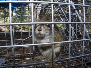 American red squirrel caught by biologist in a cage Yukon