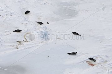 Kapuzendichtungen auf Ice Madeleine Islands Kanada