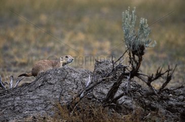 Prairie Dog out of burrow Grasslands National Park
