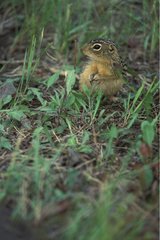 Thirteen-lined ground squirrel in the middle of green grasse
