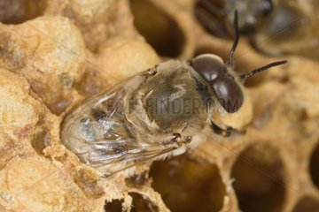 Männliche Biene verlässt seine Zelle Frankreich