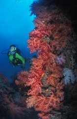 Corail mou et plongeuse aux îles Fidji