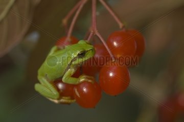 Baumfrosch hing an einem Cluster der roten Beeren
