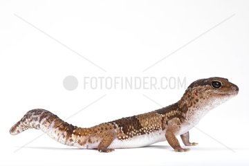 Common leopard Gecko