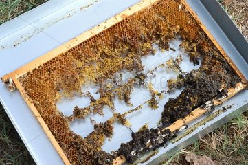 Cadre de ruche aprés invasion par des Mites