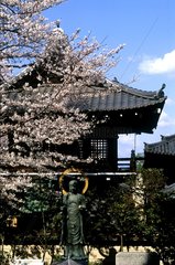 Kyoto  vieux quartier  temple de Kodai-Ji  cerisier en fleur