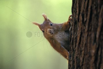 Portrait of Eurasian Red Squirrel hanging on a tree trunk