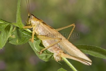 Great green bush-cricket female with a spermatophore France