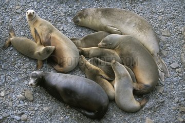 Elephant Seal female and group of Sea Lions Mexico