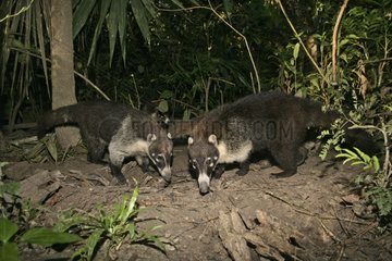 White nosed Coatis searching for their food Belize