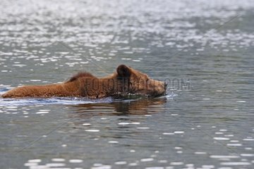 Grizzly in the Khutzeymateen river British Colombia Canada