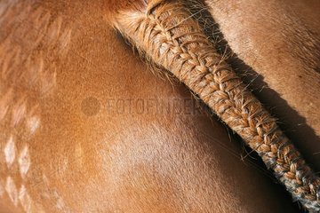 Plaited tail of a horse during a horse show Lozere France