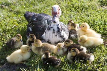 Muscovy female duck with its ducklings in the grass France
