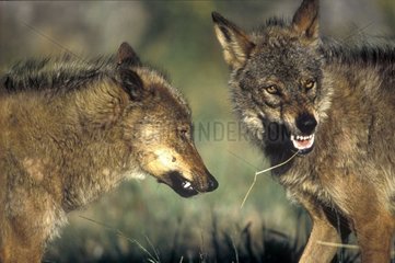 Conflit hiérarchique entre deux Loups ibériques Espagne