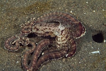 Mimic Octopus near its burrow Indonesia