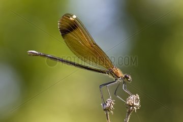 Copper demoiselle in Provence France