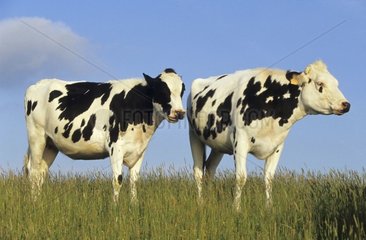 Génisses de race Prim Holstein dans un pré France