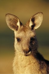 Portrait of Eastern Grey Kangaroo Warrumbungle National Park