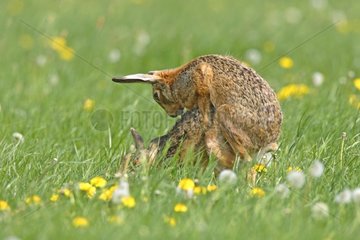 Pair of European Hares mating in the grass Great Britain