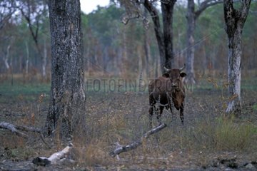 Wild cow in a forest during the season dries