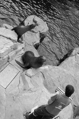 California sea lions training Nausicaa France