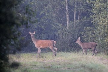 Female Red deer and young in forest Vosges France