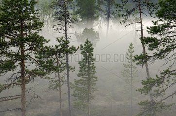 Woody peat bog in the fog Finland