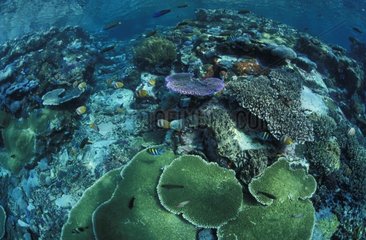 Coral reef Komodo Indonesia