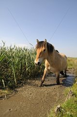Henson horse in a marsh in the Somme Bay France