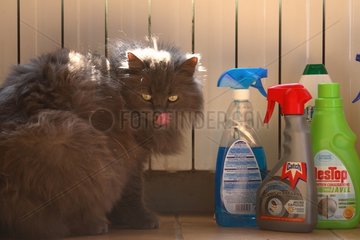 Katze sitzt in einer KÃ¼che mit Reinigungsprodukten Frankreich
