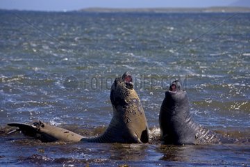 Young male Northern elephant seals playing Falkland Islands