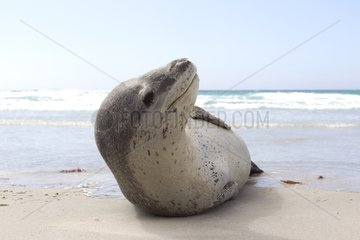 Leopard Seal on the beach - Falklands Saunders Island