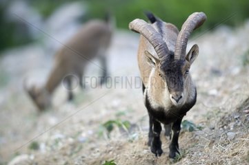 Curious male Spanish Ibex Spain