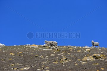 Sheep free on the moor - Falklands Saunders Island
