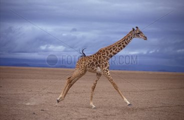 Girafe Masaï courant Afrique de l'Est