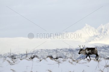 Reindeer in front of a mountain in winter - Norway