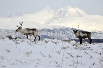 Reindeers in front of a mountain in winter - Norway