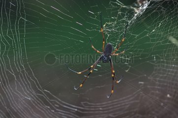 Spider in its web New Caledonia
