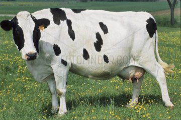 Prim 'Holstein Wow humpelt in einer Wiese Frankreich