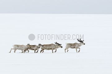 Reindeer running in snow Varanger Peninsula