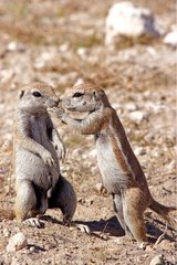 South african ground squirrel welcoming at burrow Namibia
