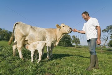 Landwirt mit einer Kuh und ihrem Kalb in Field France